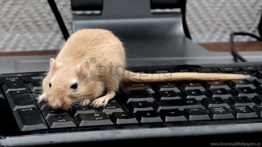 Gerbil Keyboard Tail Wallpaper Isolated Object On Clear Background PNG