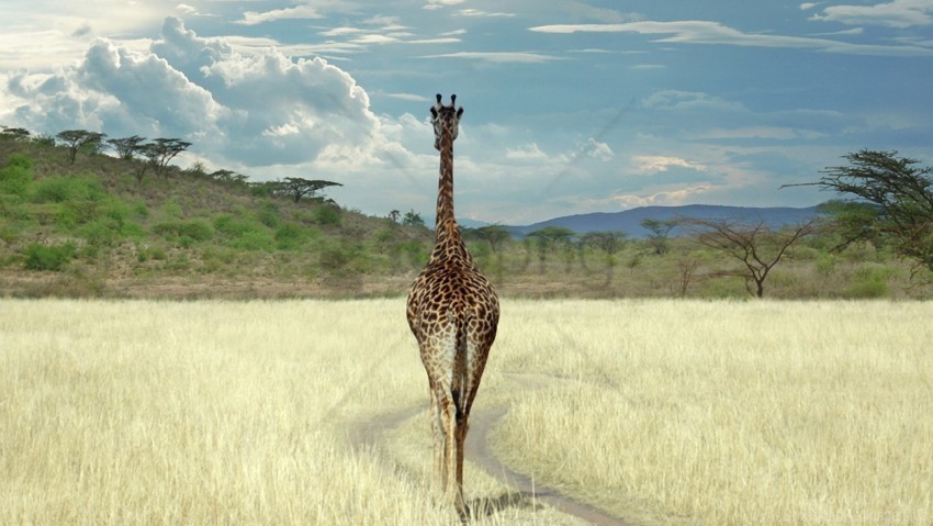 giraffe grass savanna walk wallpaper Isolated Icon with Clear Background PNG