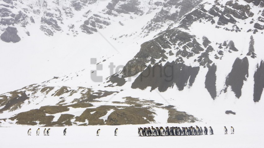 glacier pack penguin snow walking wallpaper Transparent PNG images bundle