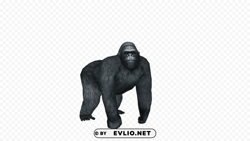 gorilla HD transparent PNG