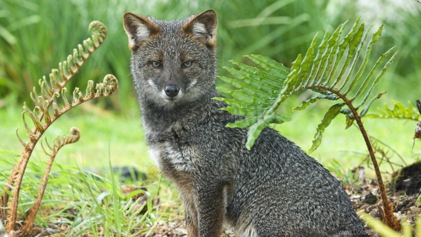 grass gray fox sit wallpaper Free PNG images with alpha channel