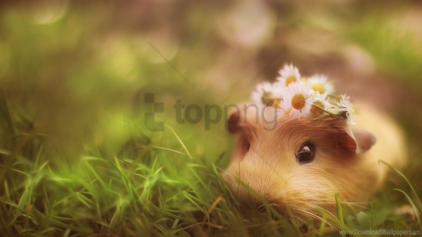 grass guinea pig hide wallpaper Isolated Graphic on Clear Background PNG