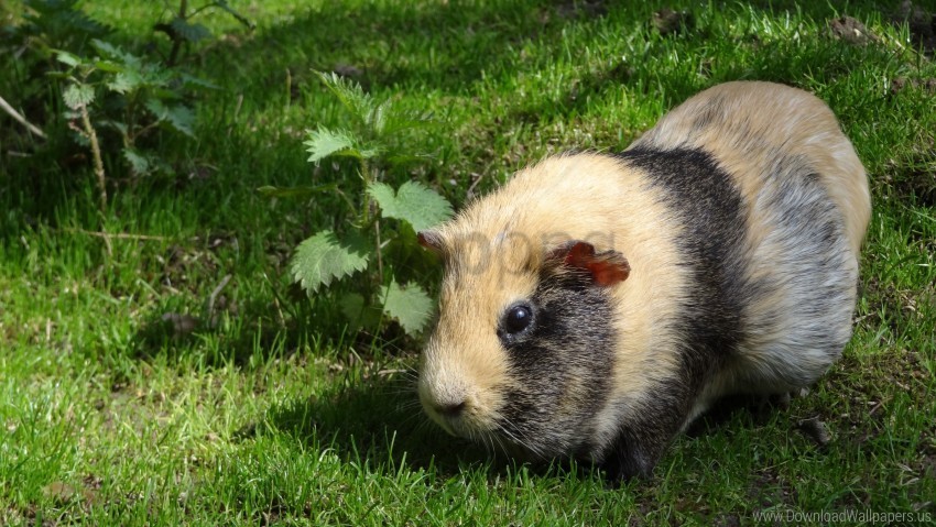 grass guinea pig rodent striped wallpaper Isolated Item on Transparent PNG