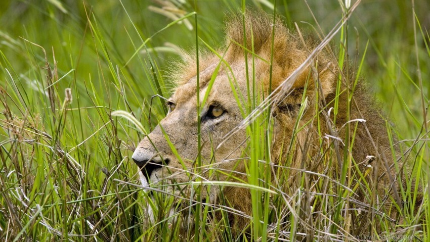 grass hide lion predator sit wallpaper PNG images without restrictions