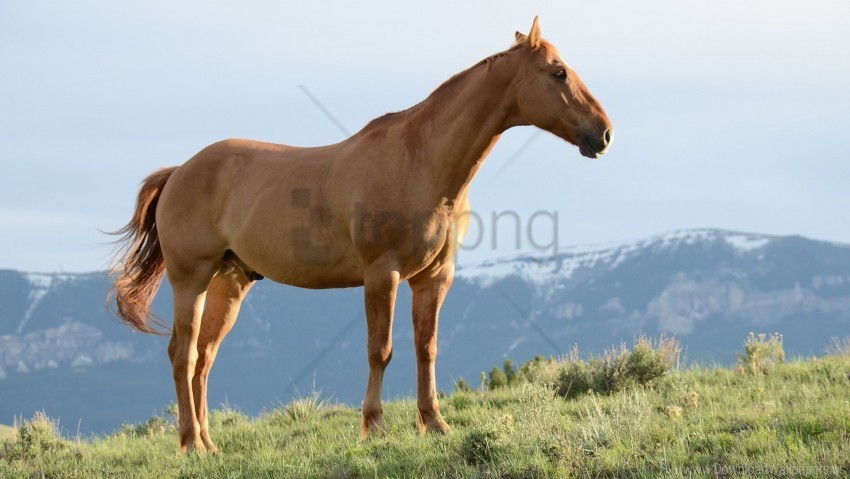 grass horse mountains stallion wind wallpaper Transparent Background PNG Isolated Pattern