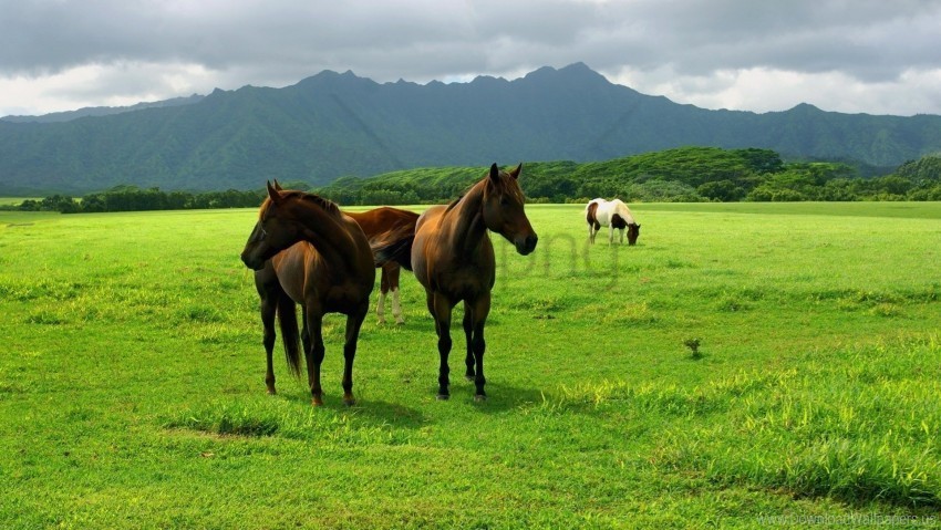 grass horse pasture wallpaper High-quality transparent PNG images comprehensive set