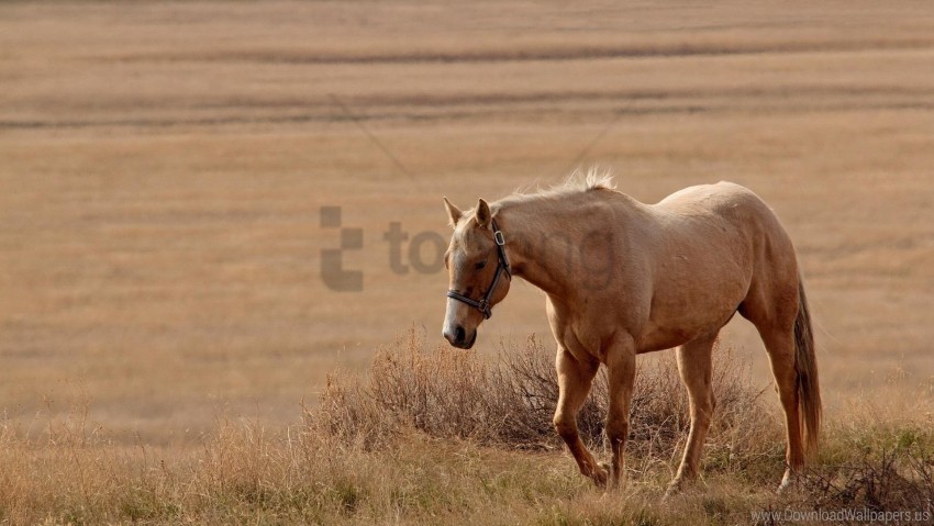 grass horse walk wallpaper PNG Isolated Subject with Transparency