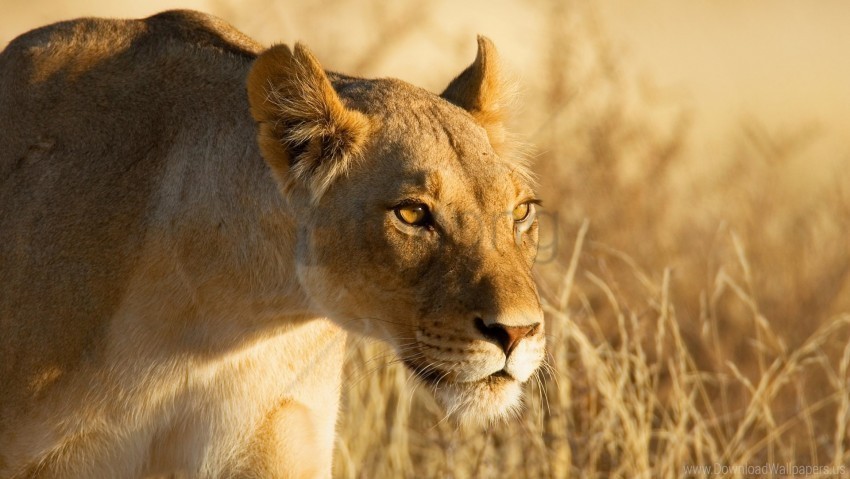 grass hunting lion lioness wallpaper PNG with no cost