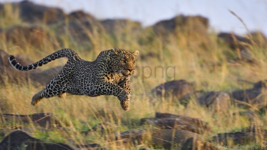 grass jump leopard run shoot wallpaper HighQuality Transparent PNG Isolated Graphic Design