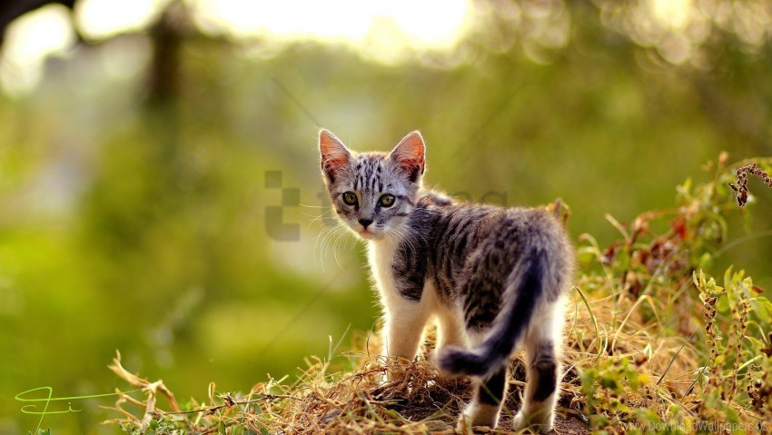 grass kitten look walk wallpaper Free PNG images with transparency collection