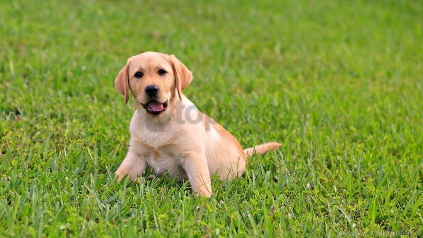 grass labrador puppy sit wallpaper PNG images without watermarks