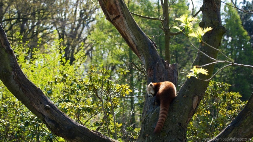 grass leaves red panda tree wallpaper PNG images for graphic design