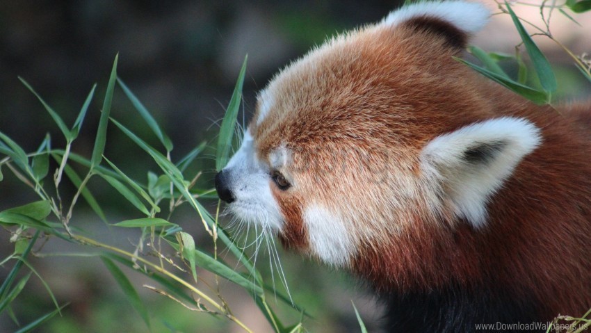 grass lesser panda muzzle panda red panda wallpaper PNG Graphic Isolated on Clear Backdrop