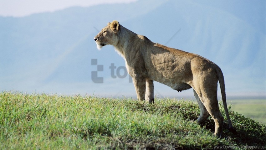 grass lioness observation sky wallpaper PNG for business use