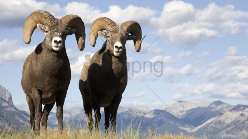 grass mountains sheep wallpaper Isolated Subject in Clear Transparent PNG