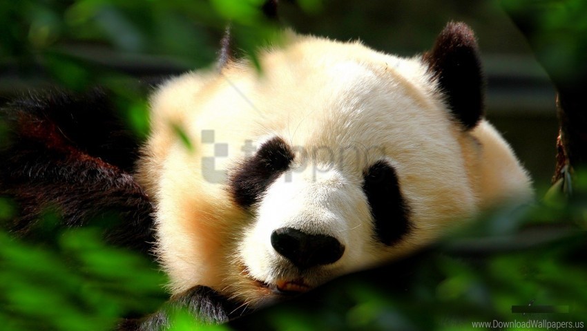 grass muzzle panda sleeping wallpaper PNG files with no background assortment