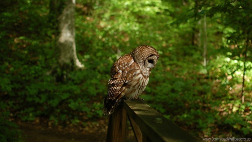 grass owl shade wood wallpaper PNG images with high-quality resolution