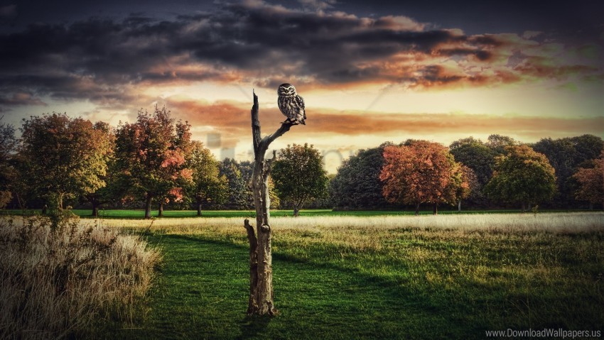 grass owl sit tree wallpaper Free PNG images with alpha transparency compilation