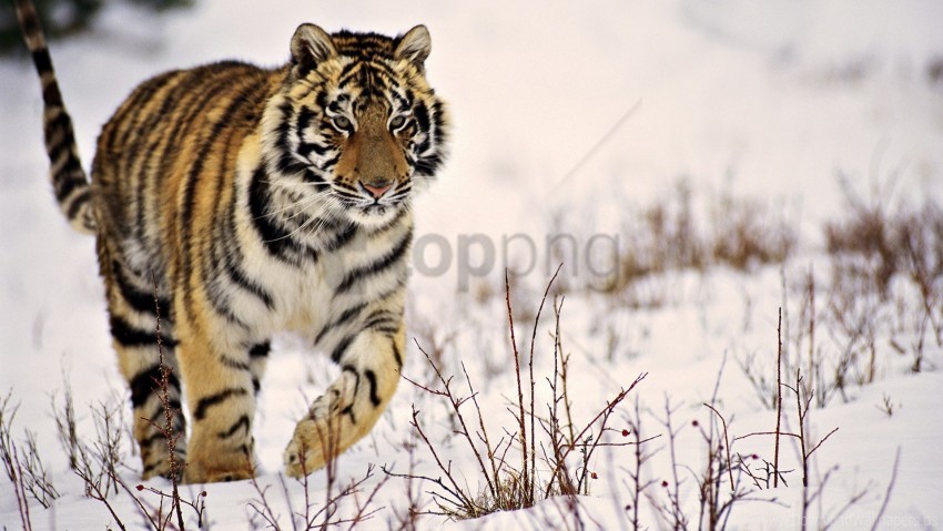 grass predator tiger walk wallpaper PNG Image Isolated with Transparent Clarity