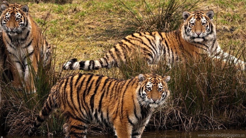 grass predators three tigers walk wallpaper PNG photo with transparency