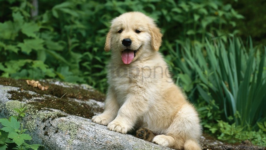 grass puppy sitting waiting wallpaper Transparent PNG Isolated Element