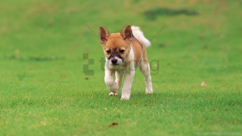 grass puppy walk wallpaper Clear PNG file