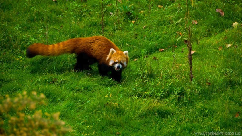 grass red panda walk wallpaper PNG Graphic with Clear Background Isolation