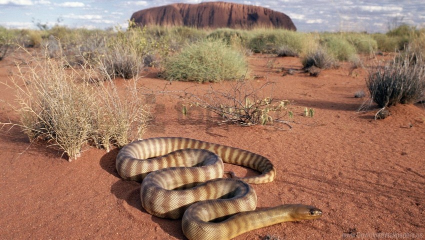 grass sand snake wallpaper Transparent Background PNG Isolated Character