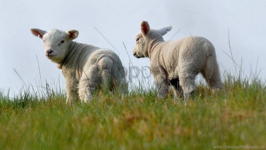 grass sheep two wallpaper Transparent PNG images collection