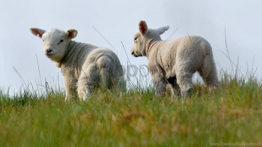 Grass Sheep Two Wallpaper Transparent PNG Images Collection