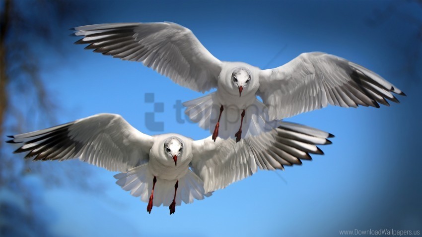 Gulls Seabirds Wallpaper PNG Images Without Subscription