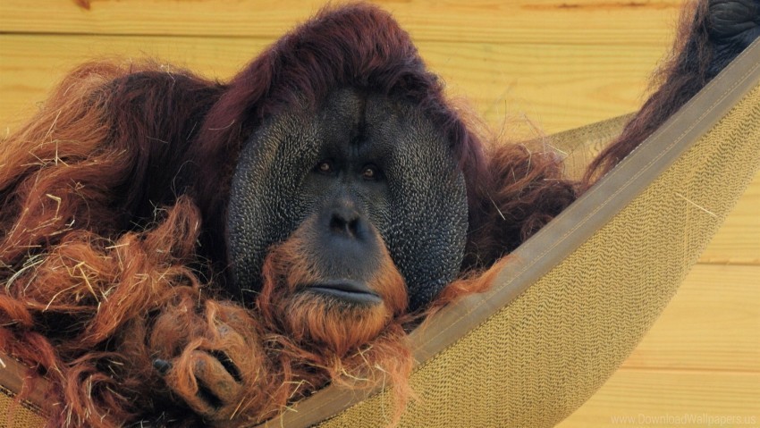 hammock orangutan straw wall wool wallpaper PNG files with no background bundle