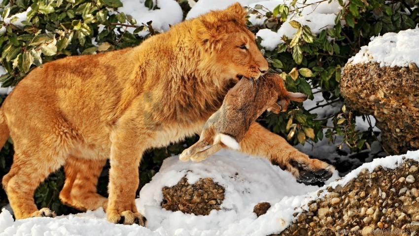hare hunting lion predator prey snow wallpaper PNG Illustration Isolated on Transparent Backdrop