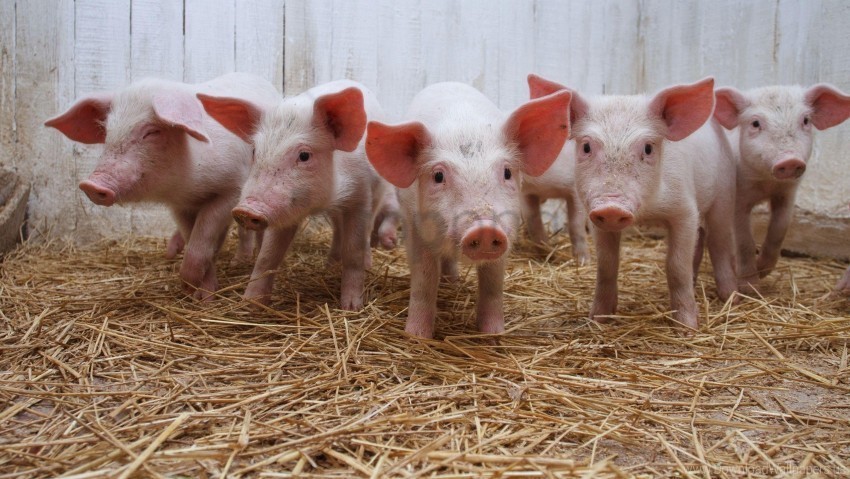 hay much pig piggery wallpaper PNG images with transparent canvas compilation