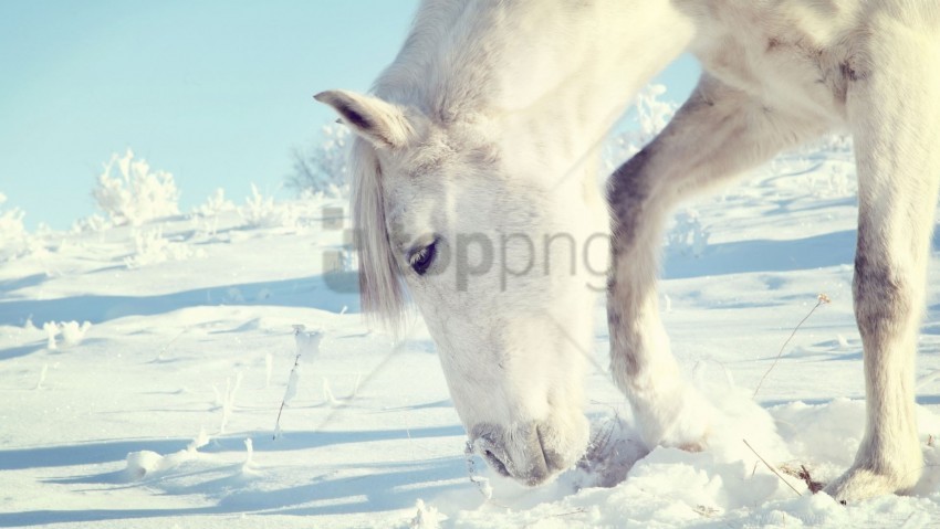head horse shrubs snow winter wallpaper PNG with clear background set