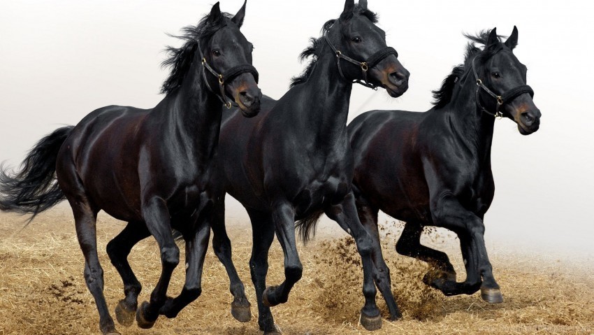 head horses run three wallpaper PNG with Isolated Object