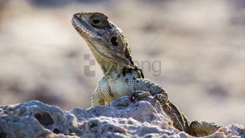 head lizard reptile stones wallpaper HighQuality Transparent PNG Isolated Graphic Design