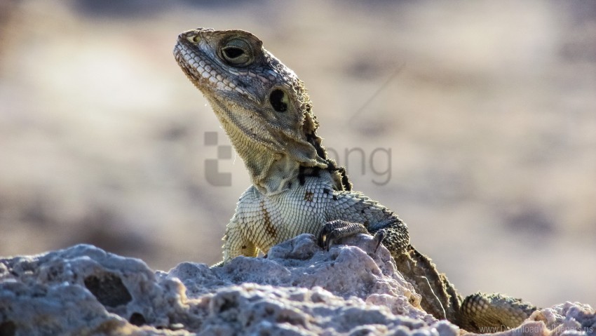 Head Lizard Reptile Stones Wallpaper HighQuality Transparent PNG Isolated Graphic Design