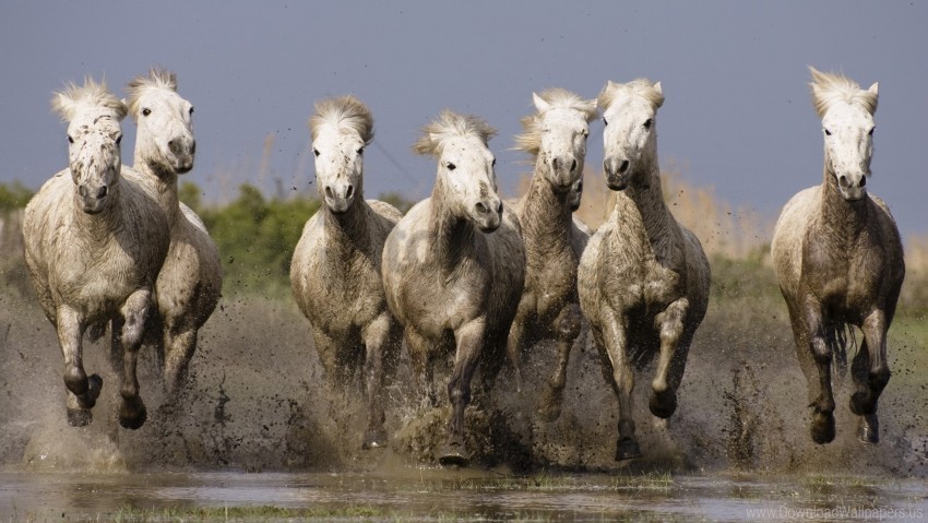 herd horse sea shore splash water wallpaper Isolated Subject on HighResolution Transparent PNG
