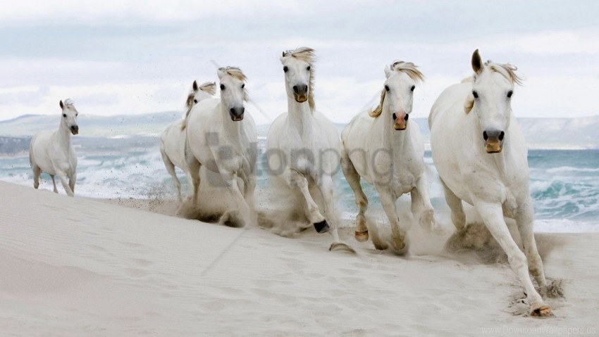 herd horses run sand sea wallpaper Isolated Artwork in HighResolution PNG