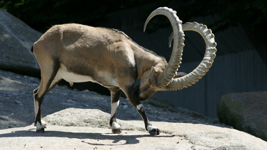 horns ibex reserve wallpaper PNG graphics with clear alpha channel selection