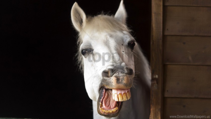 horse jaw mane smile teeth wallpaper Clear background PNG images bulk