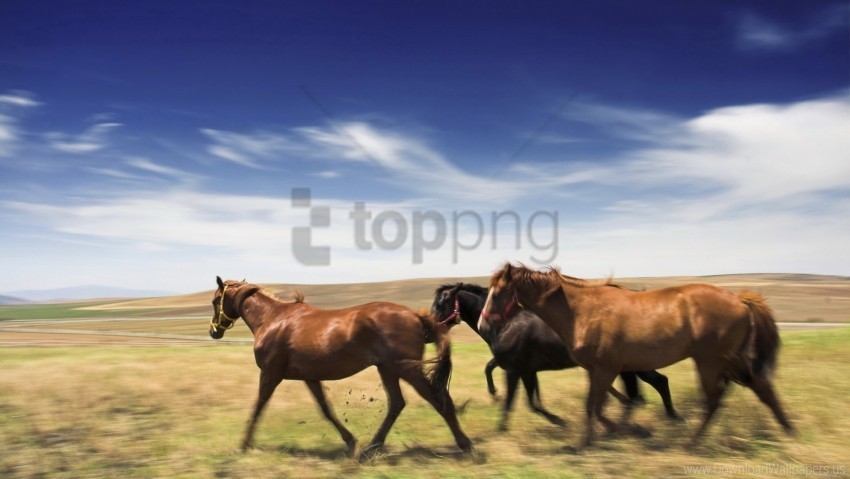 horse meadow speed wallpaper Isolated Character on Transparent PNG