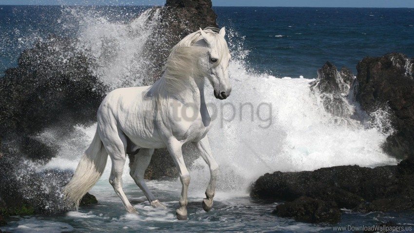 horse rocks sea spray wallpaper Isolated Design in Transparent Background PNG