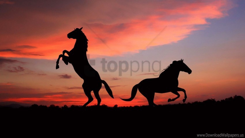 horse shadow silhouette sunset wallpaper Transparent PNG illustrations