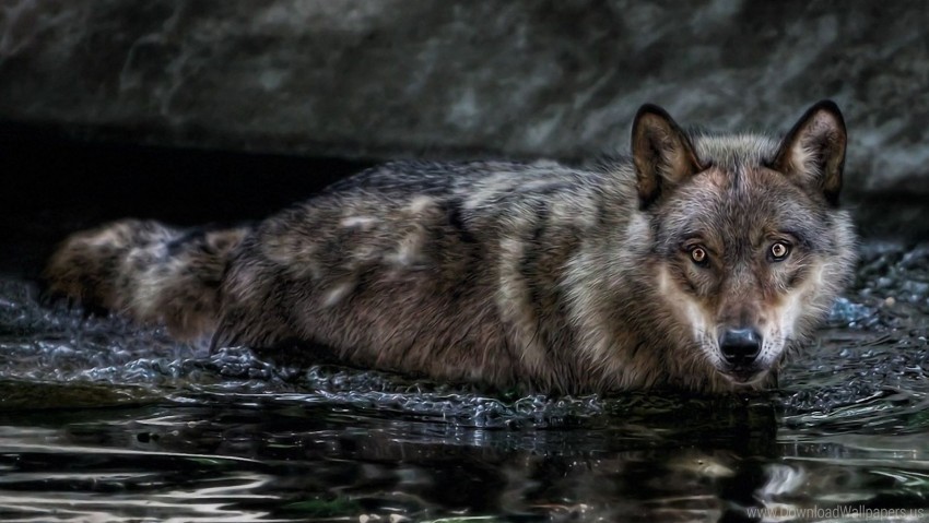 hunt look predator swim water wolf wallpaper PNG Image with Transparent Background Isolation