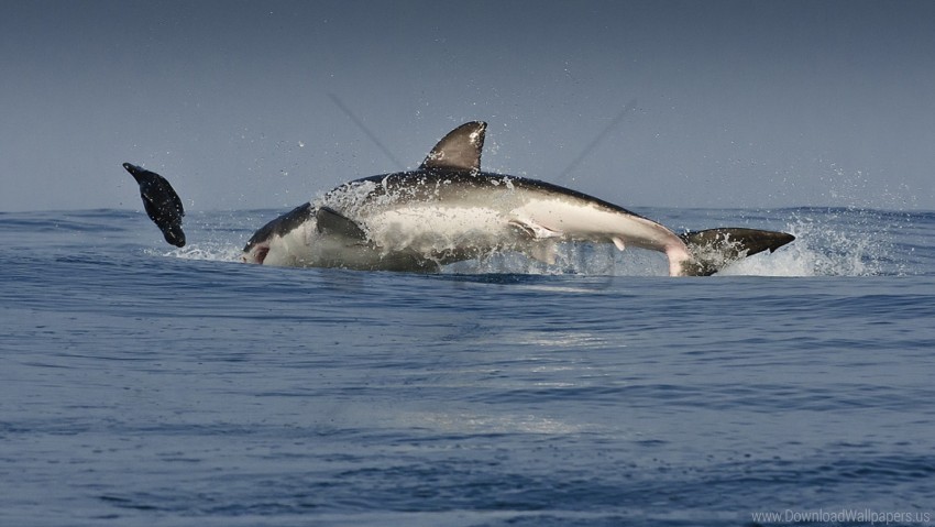 hunting jump predatory splash water whale wallpaper PNG free transparent