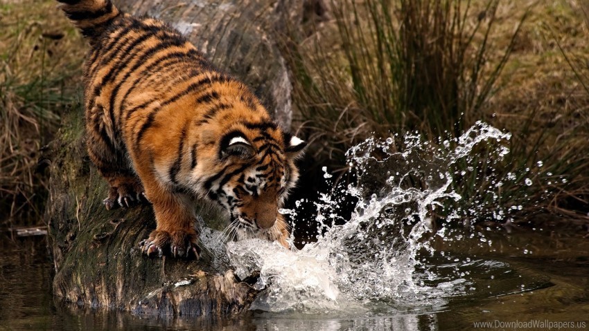 hunting paw spray tiger water wallpaper PNG images for websites