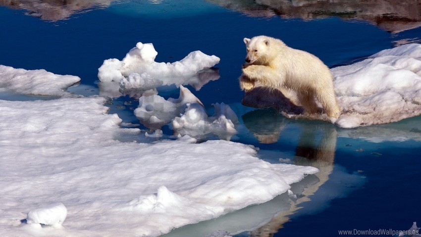 ice jump polar bear snow water wallpaper PNG transparent photos extensive collection