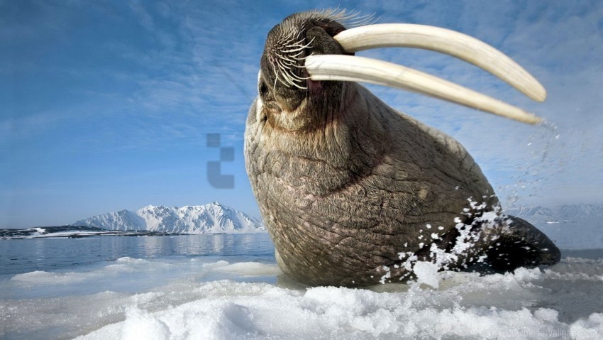 ice mountain spray tusks walrus wallpaper HighQuality PNG with Transparent Isolation
